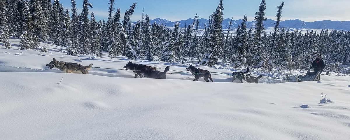 alaska sled dogs denali national park