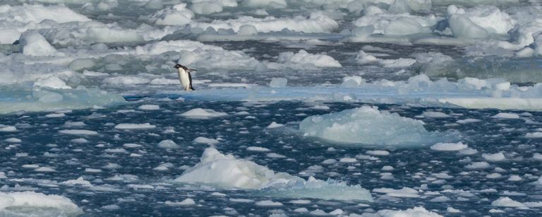 Ross Sea wildlife
