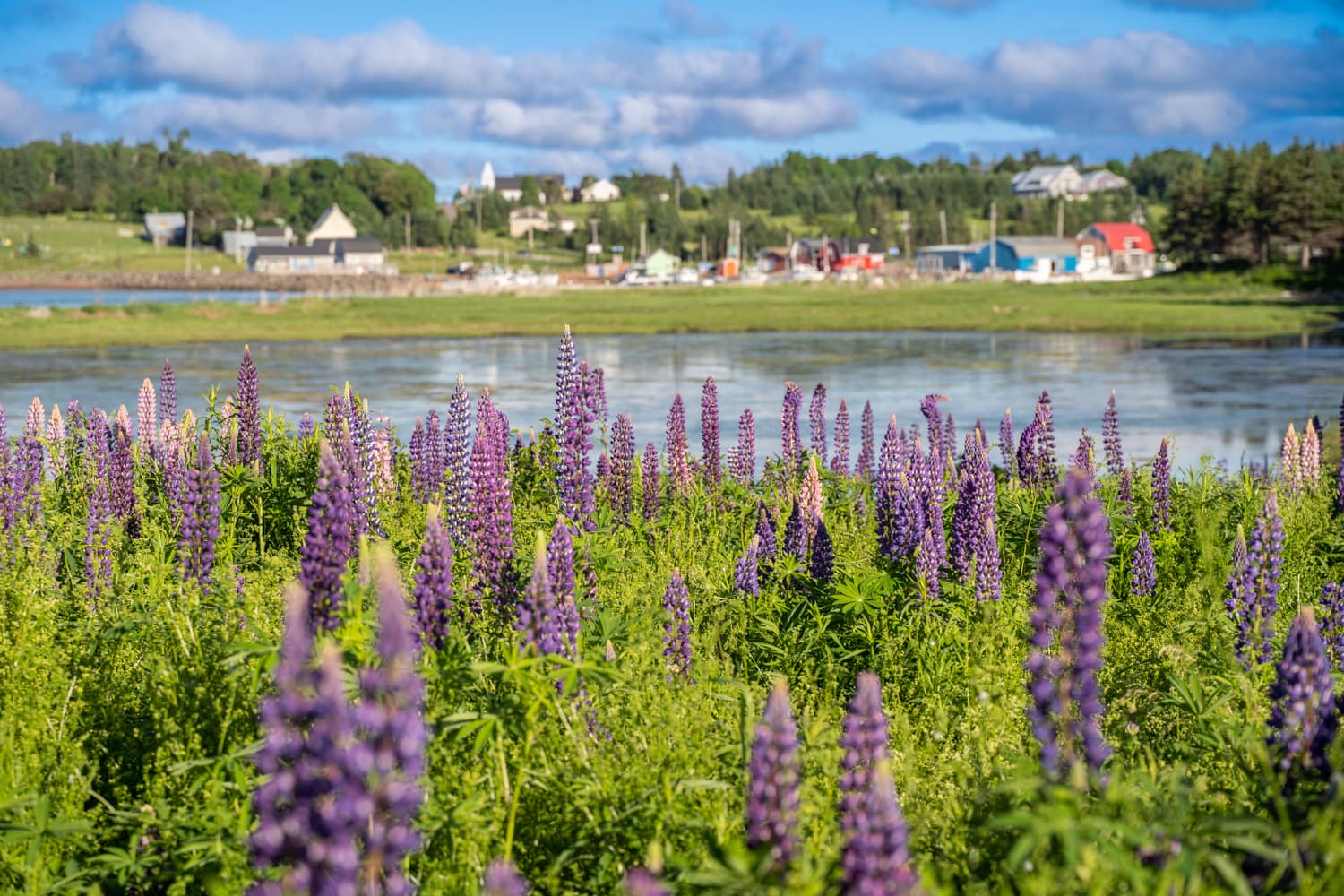 PEI lupines