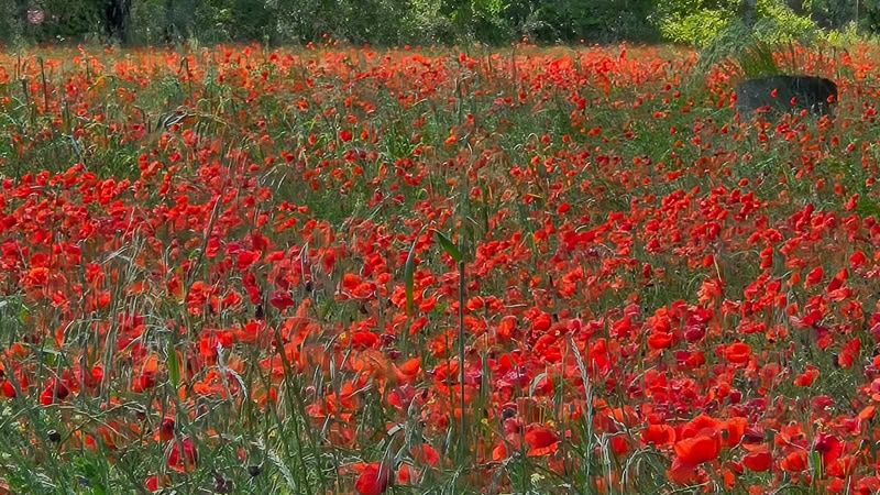 spring poppy fields southern france