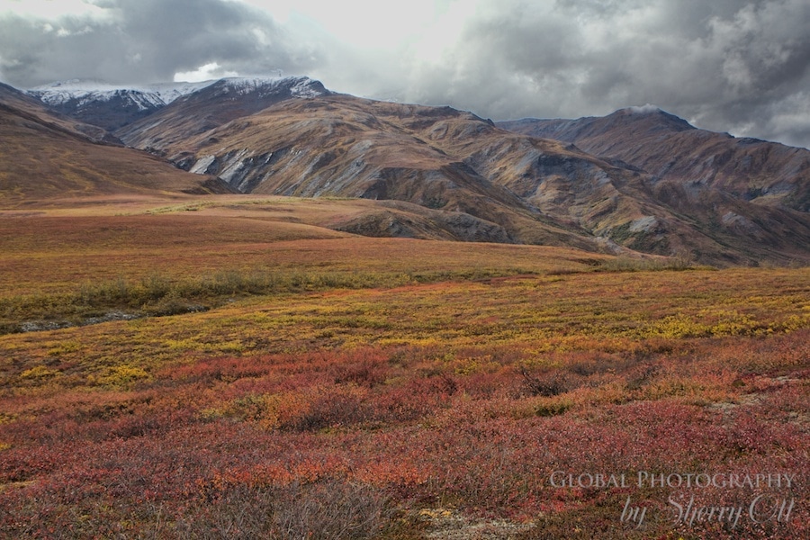 Dalton Highway tundra fall colors