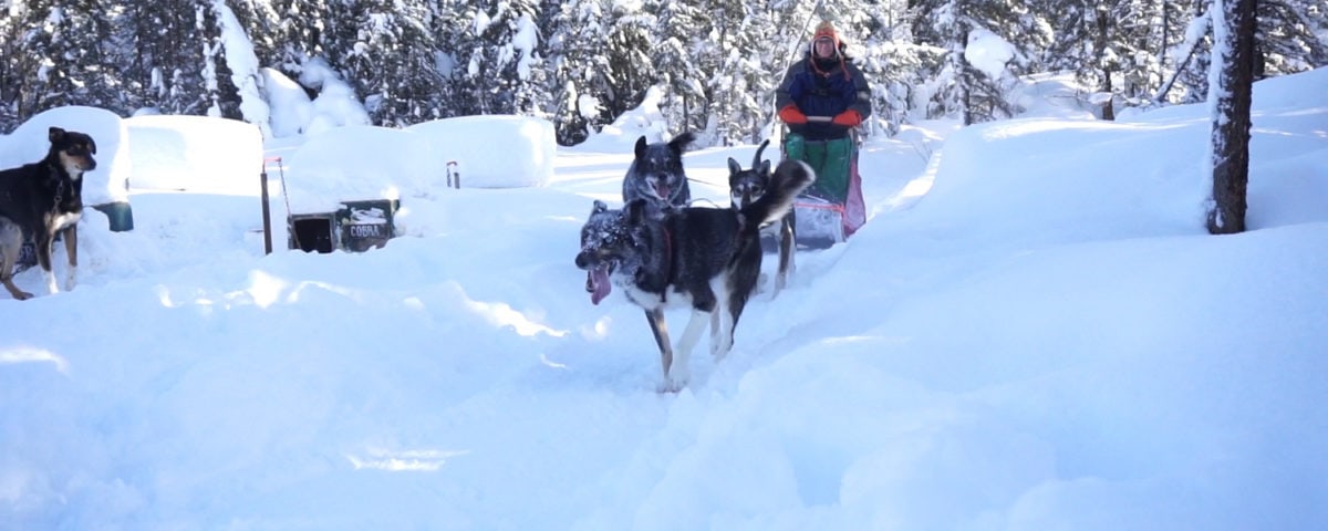dog sledding alaska