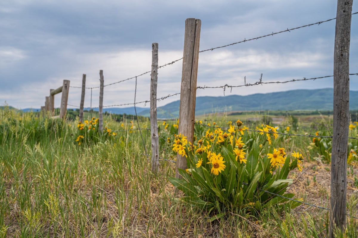 horseback riding steamboat springs
