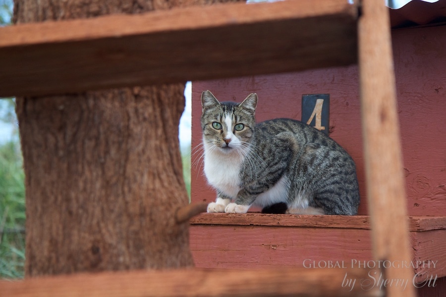 cat sanctuary lanai