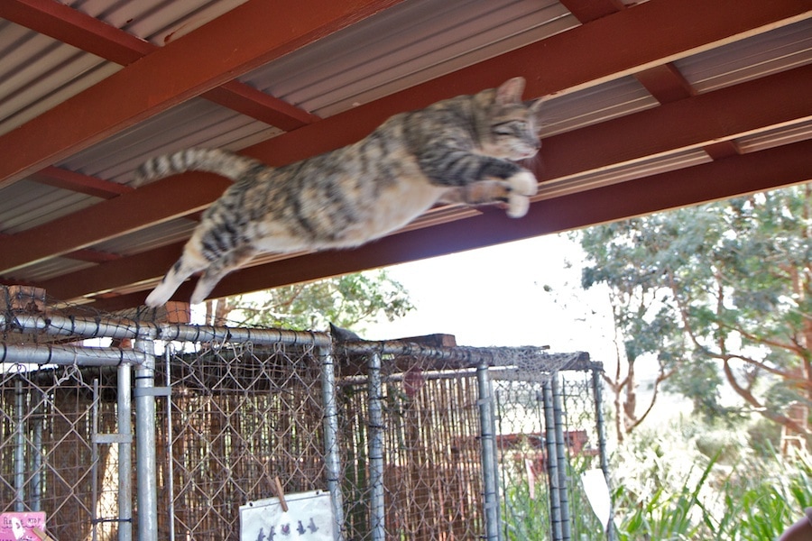 It can leap buildings in a single bound