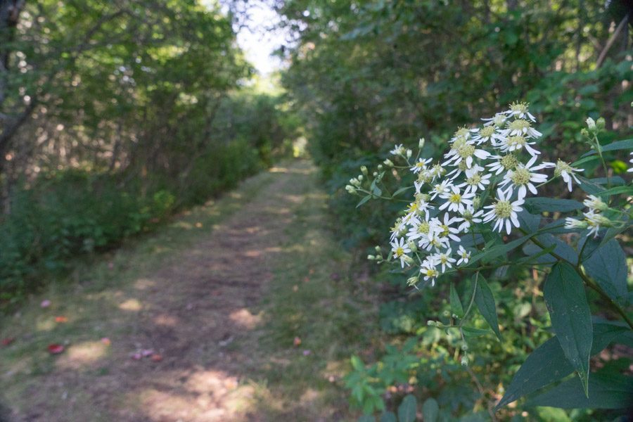 Best places to see in Maine Schoodic Peninsula