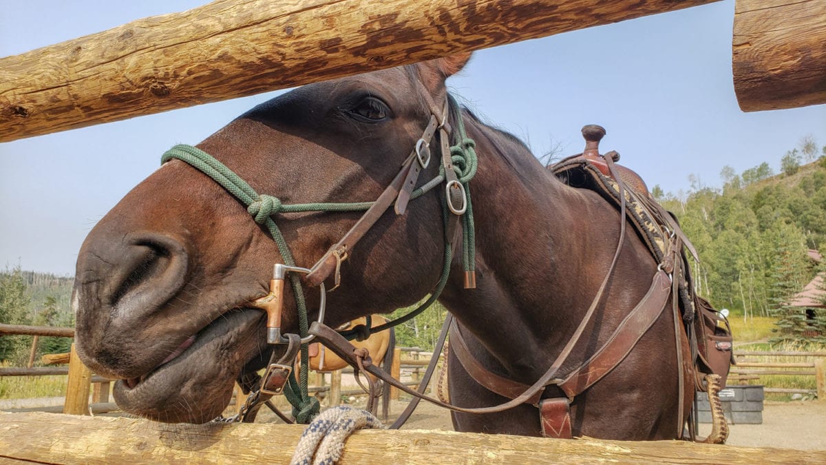 Jake vista verde ranch