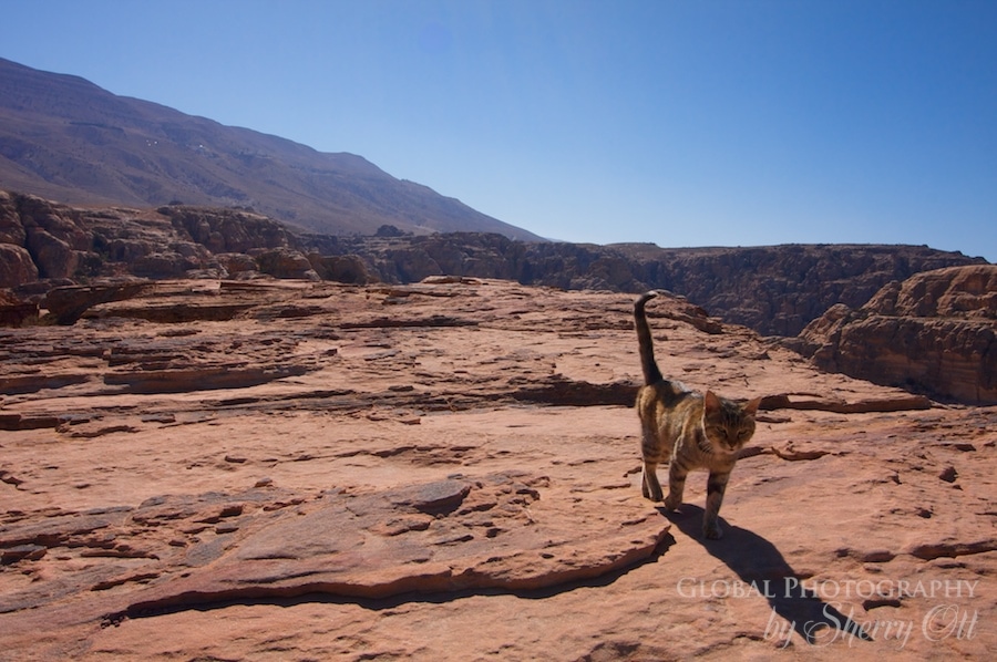 High Place of Sacrifice Petra Cat