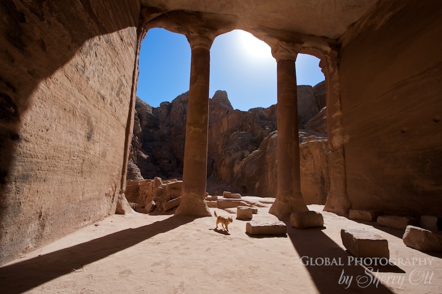 petra cat