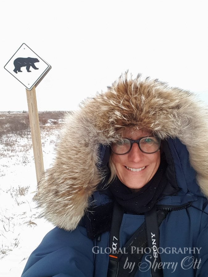 polar bear safari churchill