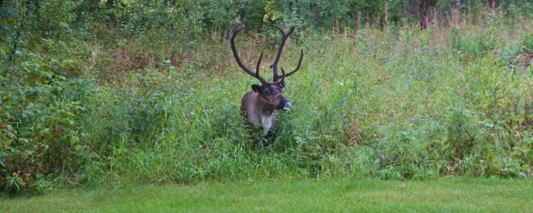 pictures of reindeer