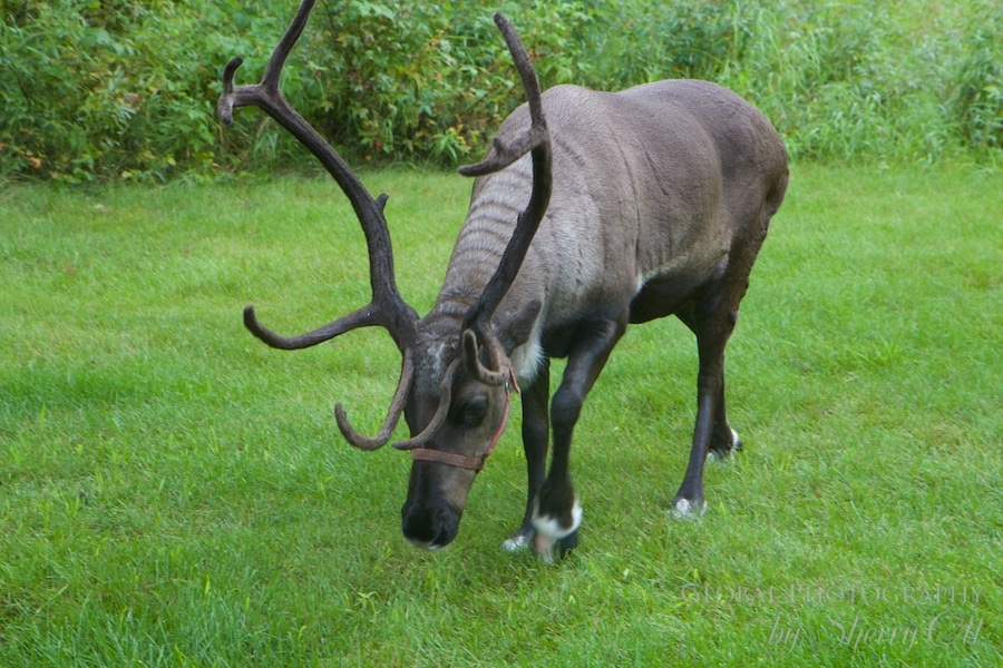 Running reindeer ranch fairbanks