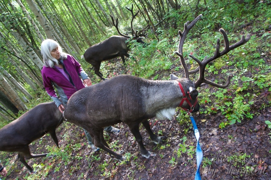 pictures of reindeer