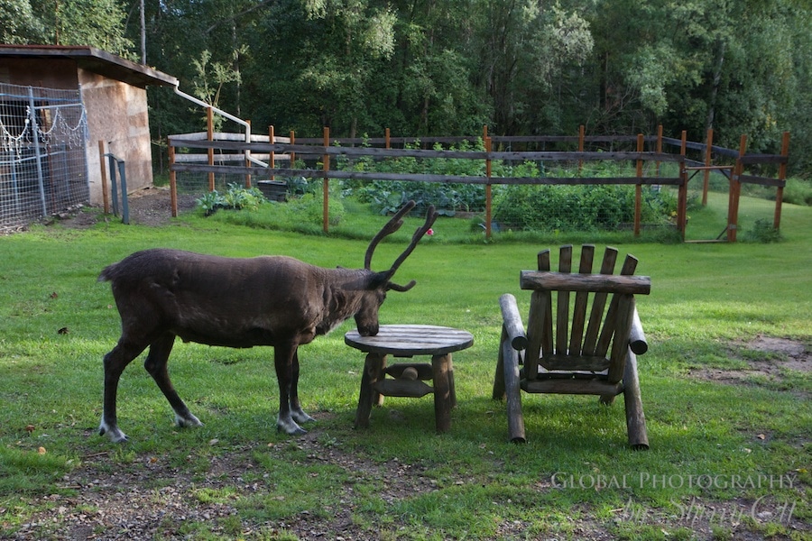 Reindeer are domesticated animals