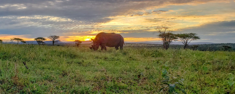 rhino conservation south africa