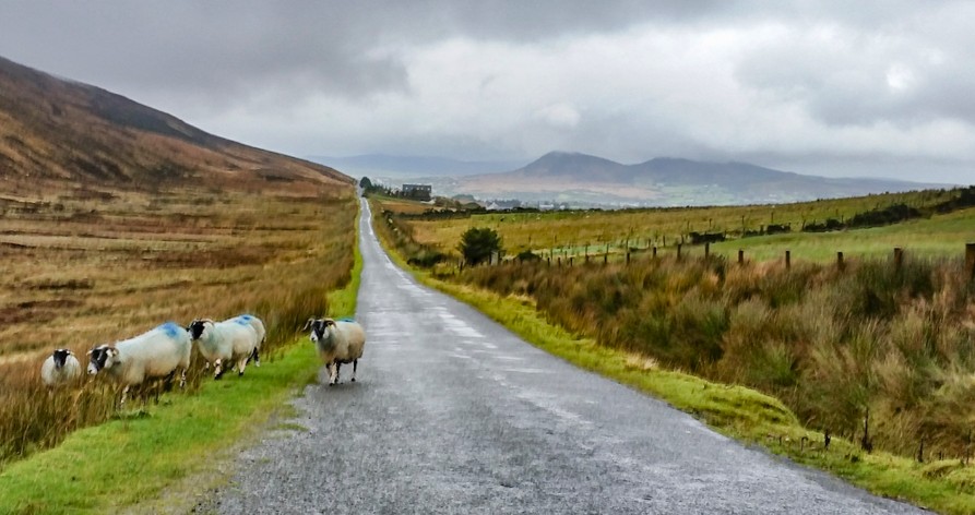 how to get around ireland livestock