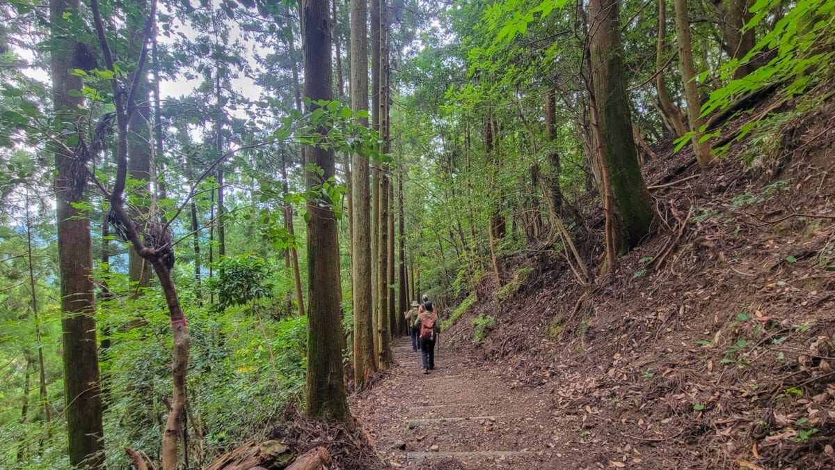 The image shows a forest trail winding through tall, densely packed trees, with three hikers walking along the path. The forest is lush with green foliage, creating a peaceful, natural atmosphere, and the hikers appear to be enjoying a serene journey through the woods. The earthy path is marked by wooden steps, enhancing the sense of an organized, scenic hiking route.