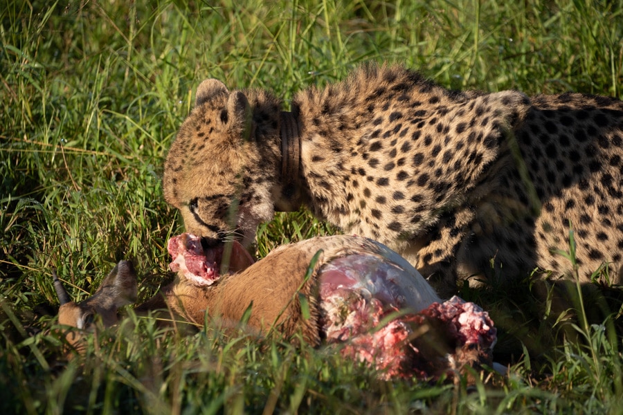 Thanda cheetah eats a kill
