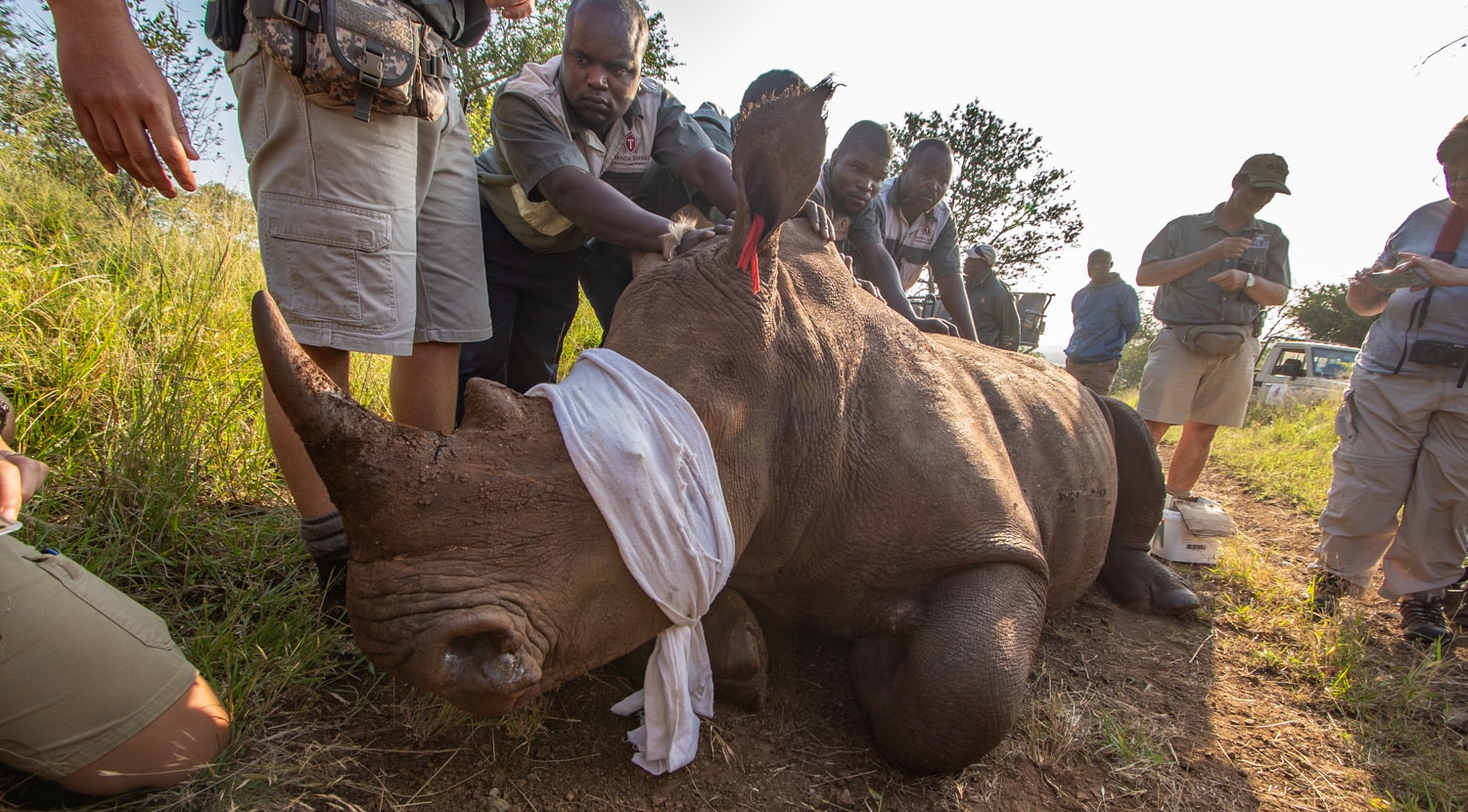 Thanda safari rhino dehorning