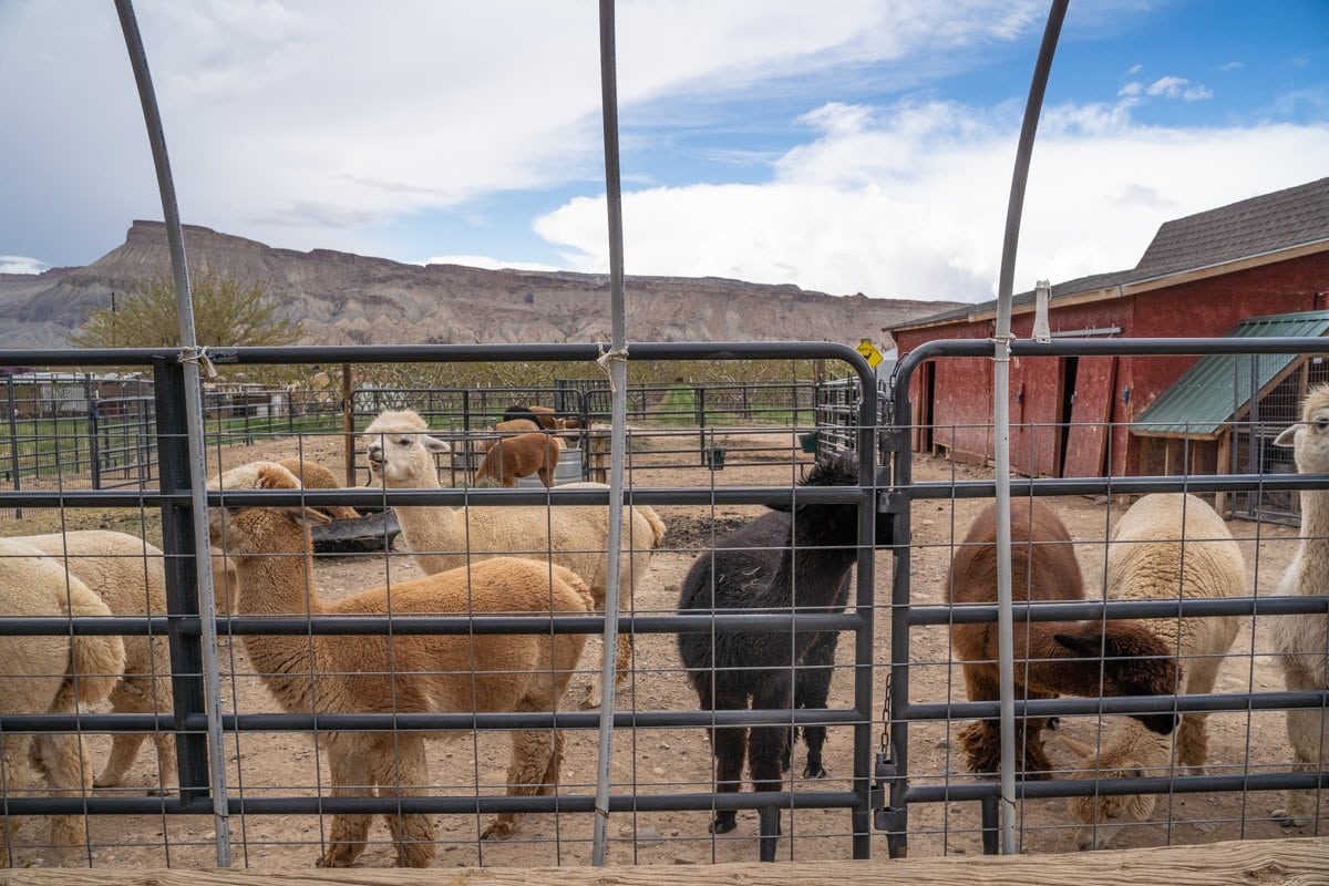 Suncrest alpaca farm grand junction