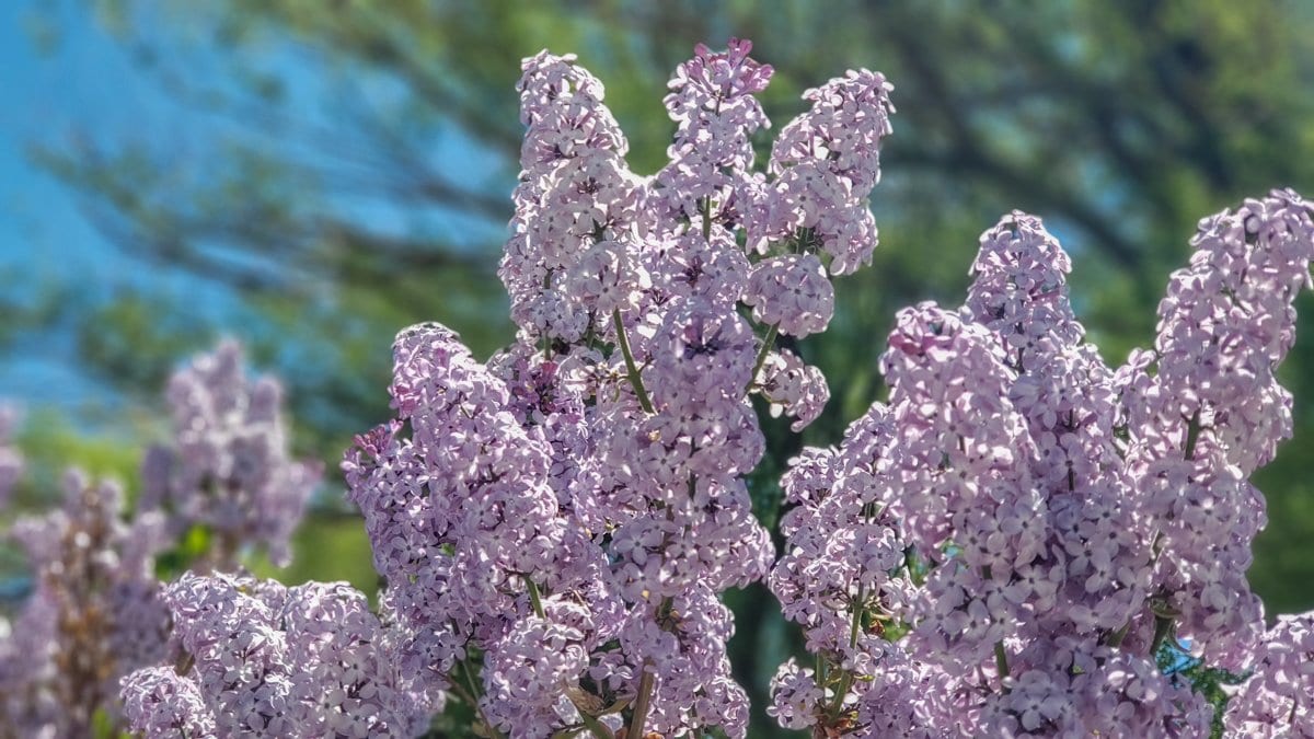 lilacs grand junction spring
