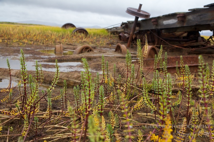 Nome train to nowhere