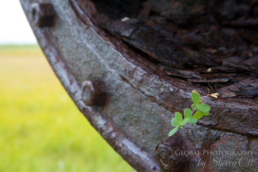train to nowhere nome alaska