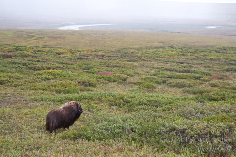 Nome Alaska Wildlife