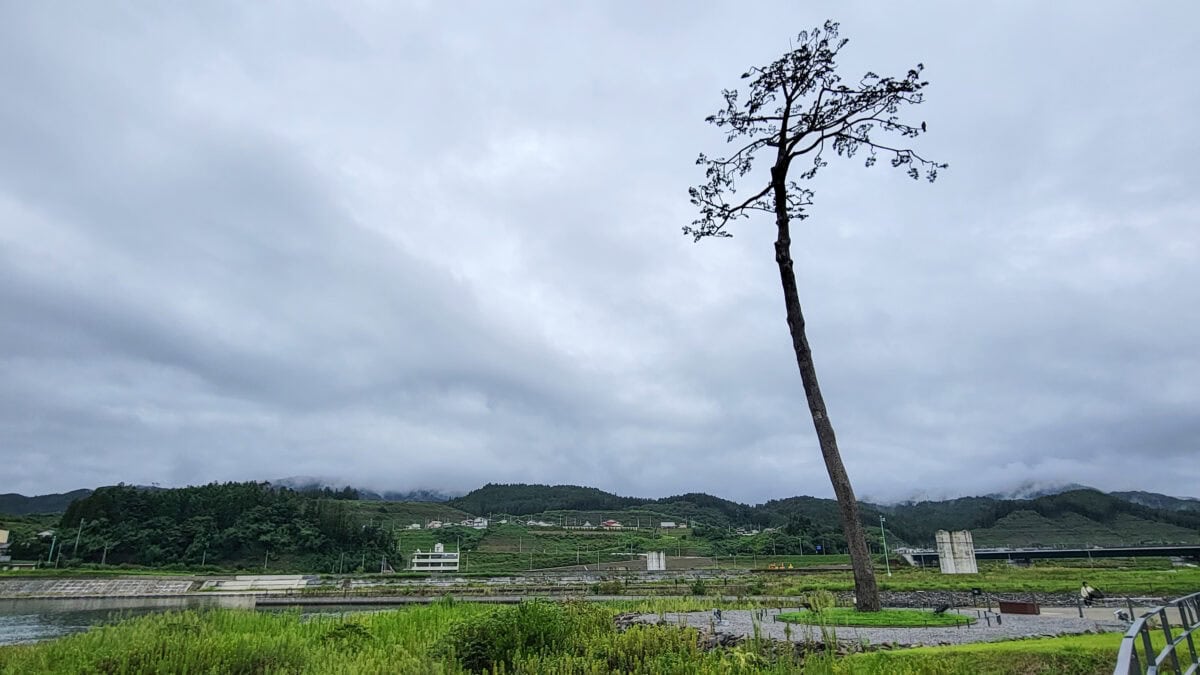 Miracle lone Pine Tree