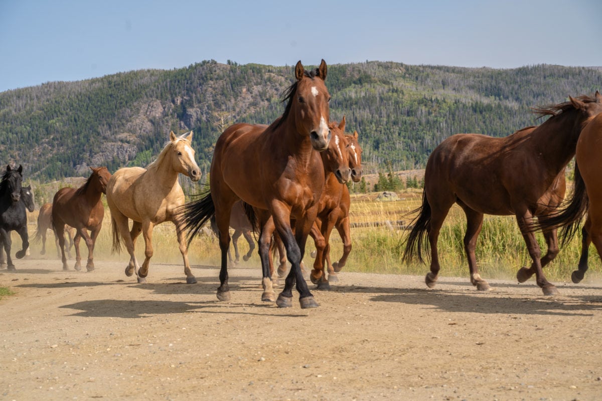 vista verde ranch horses